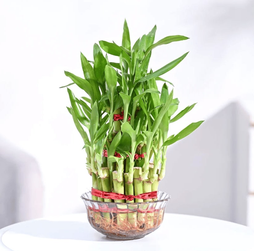 Order Cute Bamboo Plant | Yummycake