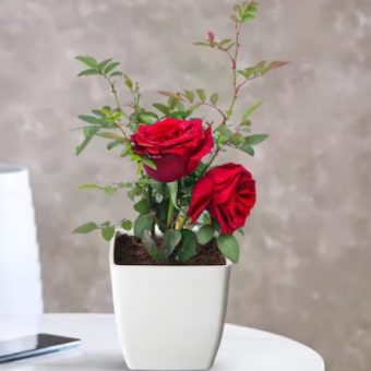 Beautiful Blooms Rose Plant