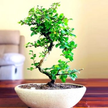 Flowering Bonsai Tree With White Ceramic Pot