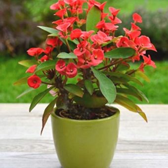 Euphorbia Plant