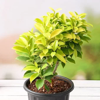 Ficus Plant