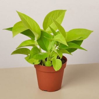 Golden Money Plant