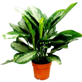 Green Aglaonema