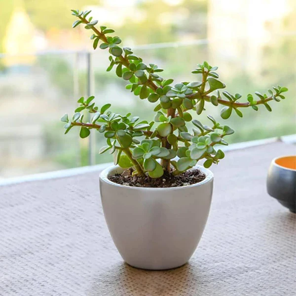 Shop Jade Plants Online | Yummycake