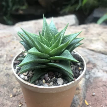 haworthia lotusiana plant