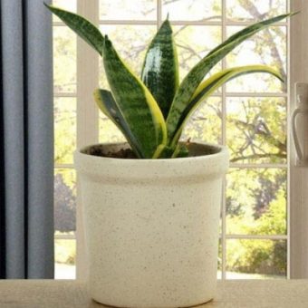 Milt Sansevieria Plant