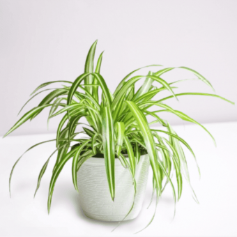 spider plant