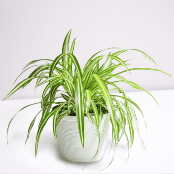 Buy Send A Spider Plant Gift 