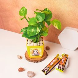 Money Plant with 5 Star Combo