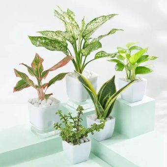 Nature’s Gift Bundle Indoor Plants