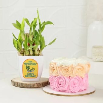 Bamboo Plant & Mini Birthday Cake Combo | Yummycake