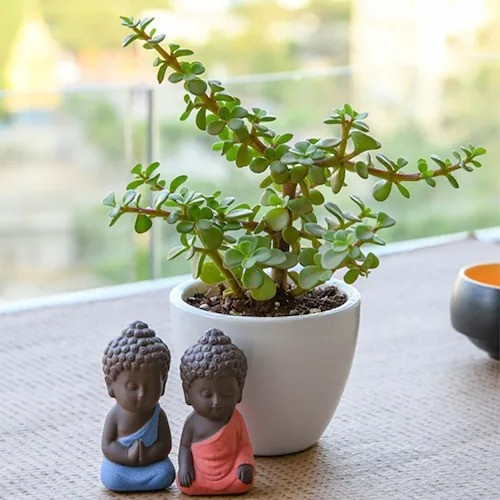 Happiness with Jade Plant and Buddha