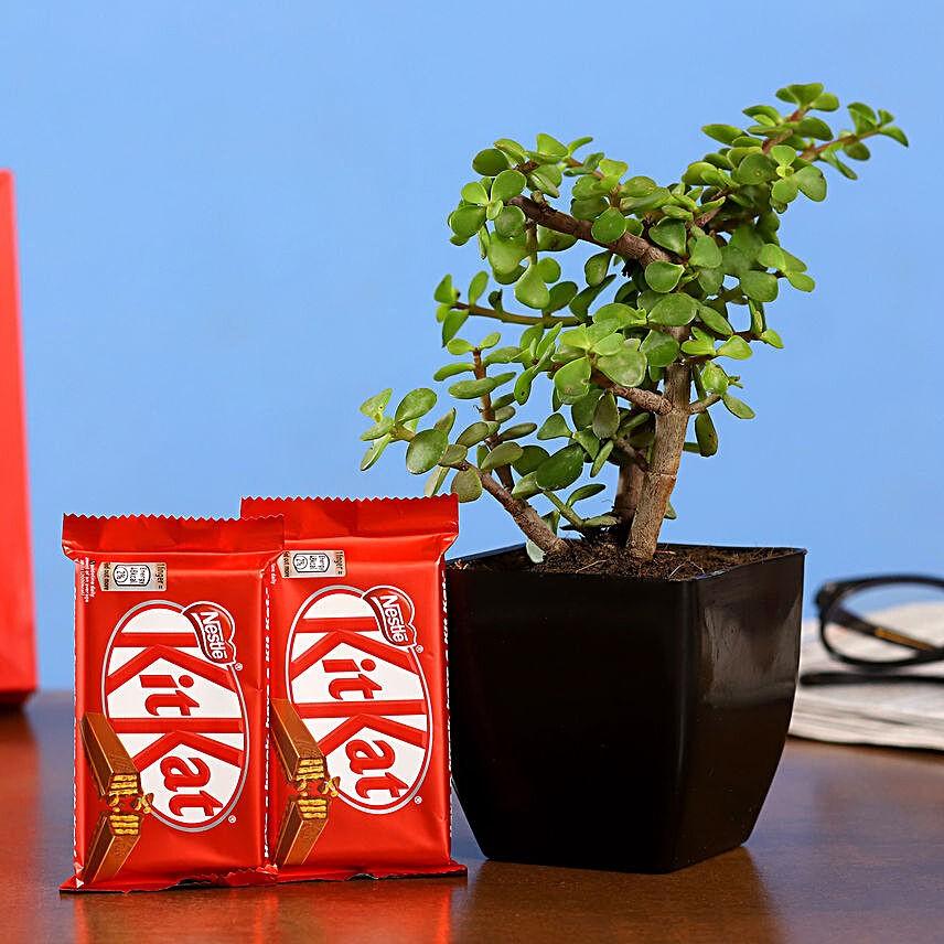 Jade Plant Nestle Kitkat Combo