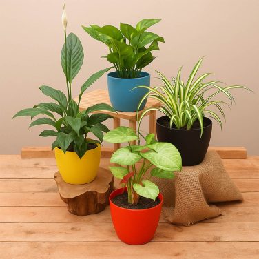 Vibrant Room Decor Green Indoor Plants Set of 4