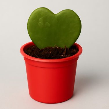 Hoya Heart Plant