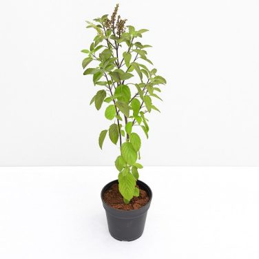 Krishna Tulsi Plant