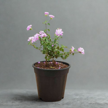 Lantana Camara Plant