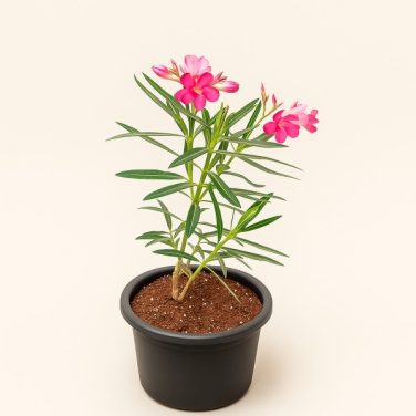 Oleander plant