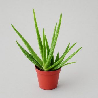 aloe vera plant