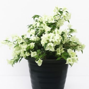 bougainvillea plant