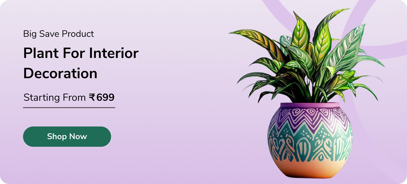 plant for interior decoration